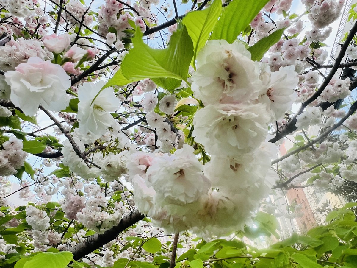 アツミ tweet media