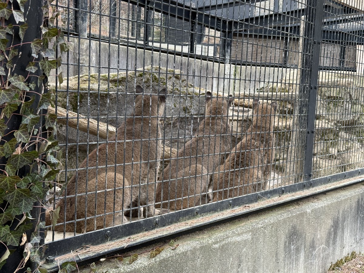 盛岡市動物公園 ZOOMO tweet media