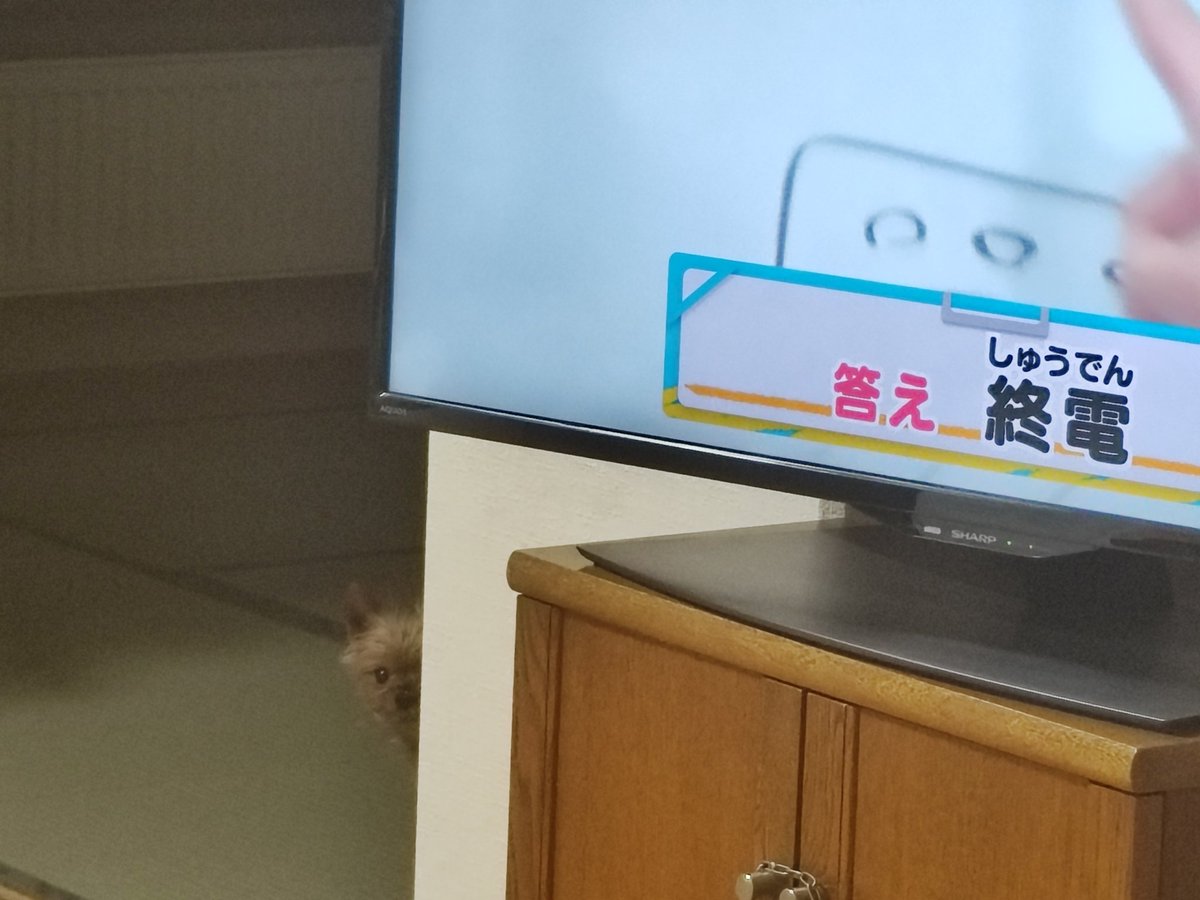 頼綱（よりつな）🐌🐌🐌 tweet media