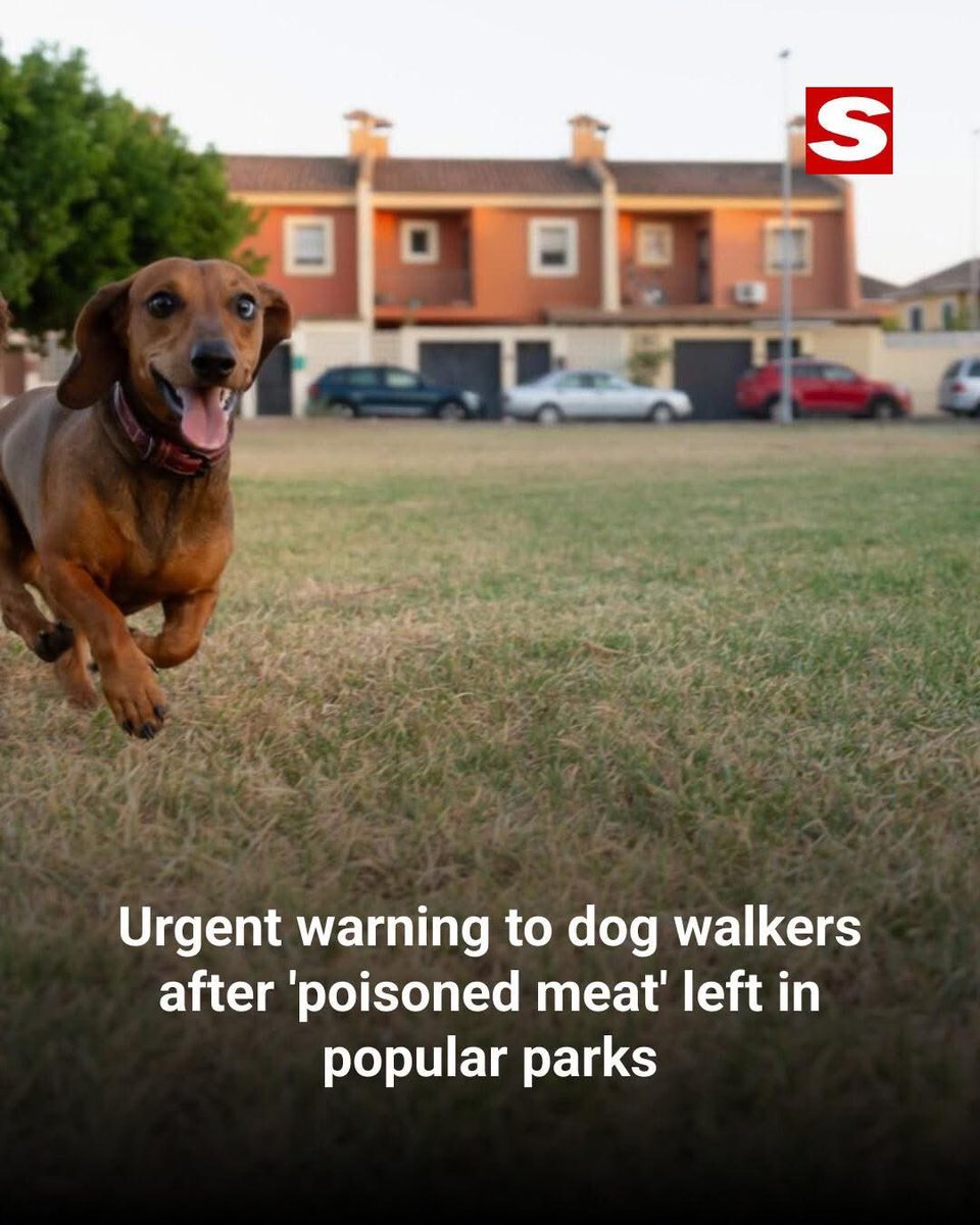 domdyer70's tweet image. AN urgent warning has been issued to dog walkers after meat, suspected to be poisoned, was left in popular parks and made several animals ill.

Toxic chicken was found in two of London’s green spaces and one dog who reportedly ate the meat was left seriously ill, while several