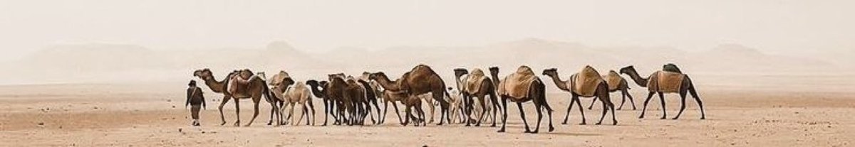 wed_aloteby's tweet photo. كنا نرعى الأبل ، أما الأن نرعى الأبل والأمم ٠

#السعودية https://t.co/wv7Eb75TXw