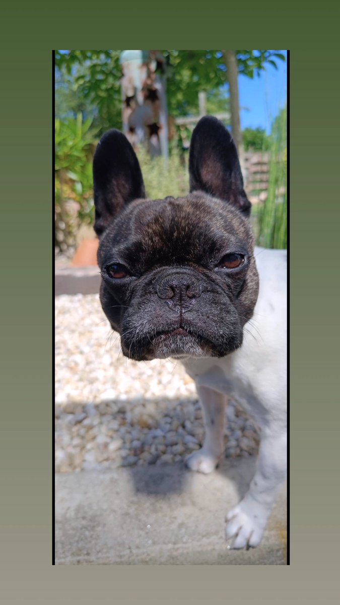 steffdelaz's tweet photo. @MalditaSummer Réglisse, dite bouboudin, boubou d'amour, KuKiPu, Glu, Gluglu et Gluglu d'amour. 🤩🤩 https://t.co/qOoo47OzRD