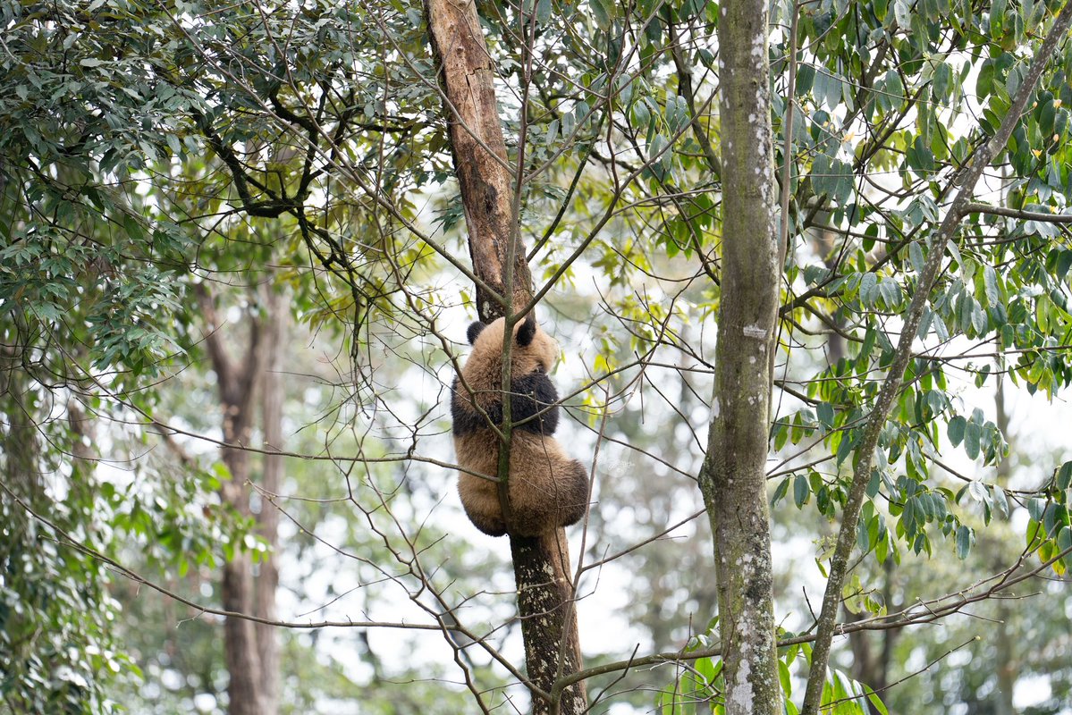 📸 260315 苏珊崽

#苏珊崽 #雅安碧峰峡熊猫基地