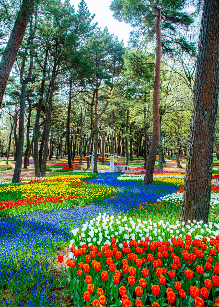 ハスカップ07 tweet media