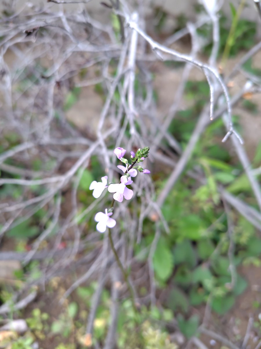 #雑草散歩
マツバウンラン
スラッとしてて好きなんだけど、スマホのカメラではなかなかピントが合わない(私の知識と腕のせいか？)