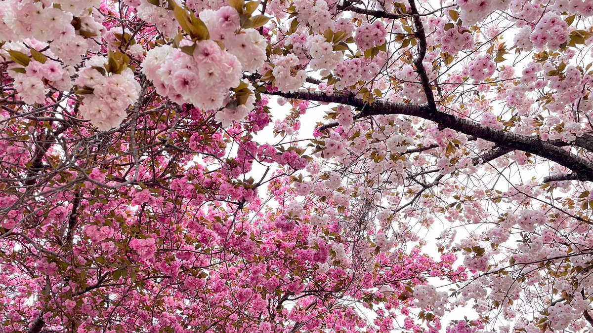 えりちゃん tweet media