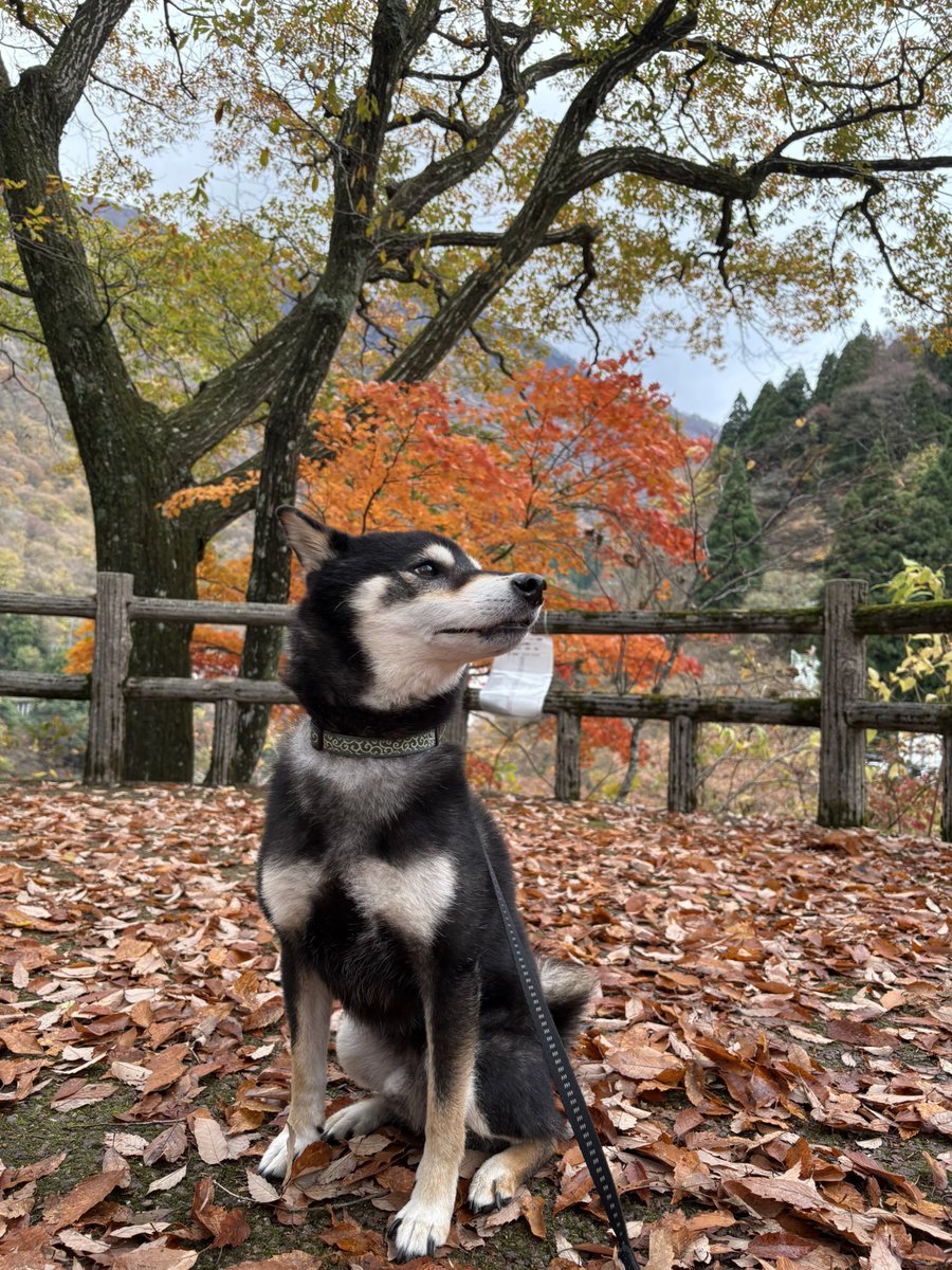 9648ゆうさん tweet media