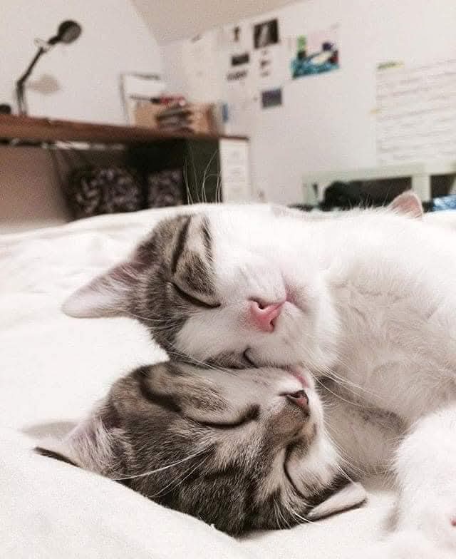 もふもふ天国🙀🐶🎊 tweet media