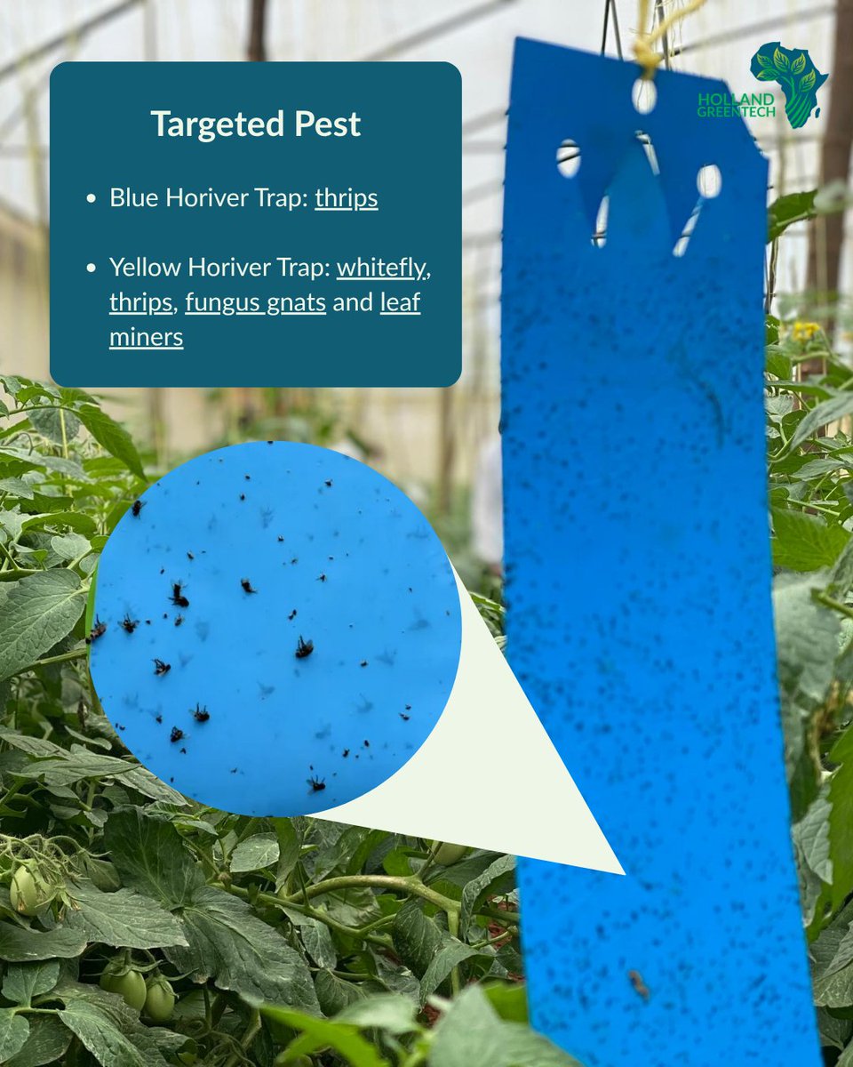 HGTRwanda's tweet photo. Grow clean. Grow safe🌱 
#Horiver Yellow &amp; Blue Sticky Traps give you powerful pest control with zero chemicals. Safe for your plants, your family and the environment 🌍✨For both greenhouse and garden pest monitoring✨
#pestmanagement
#stickytraps
 #horivertraps https://t.co/fwOOTMiQhG