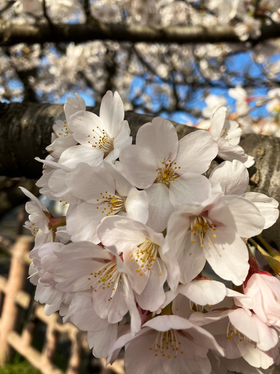 あらやさくら公園(秋田市)
満開です🌸
すぐ近くでデカめの熊が出たようでﾆｱﾐｽﾃﾞｼﾀ🫨ｵｯｶﾈｽ