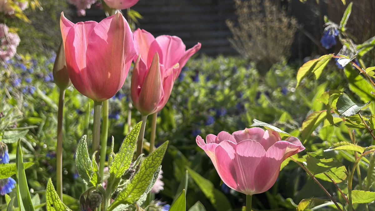 sunnygirlangie's tweet image. Thuiswerken met uitzicht op de tuin 💖 We blijven nog even in het tulpenthema 😊