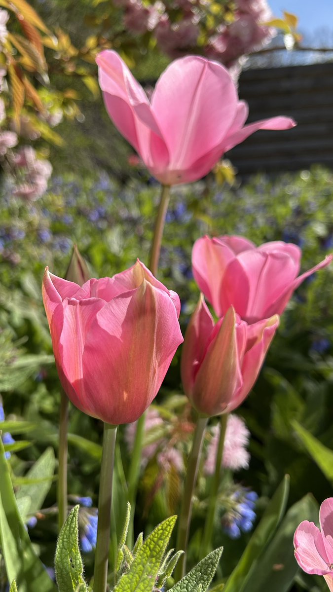 sunnygirlangie's tweet image. Thuiswerken met uitzicht op de tuin 💖 We blijven nog even in het tulpenthema 😊