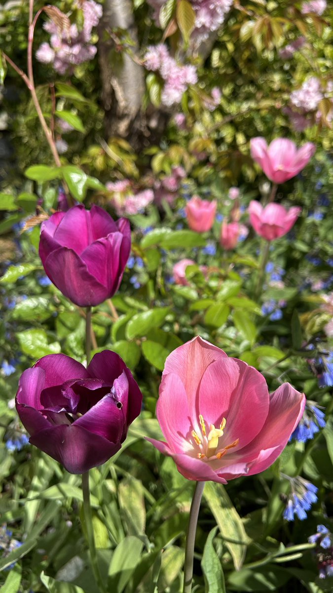 sunnygirlangie's tweet image. Thuiswerken met uitzicht op de tuin 💖 We blijven nog even in het tulpenthema 😊