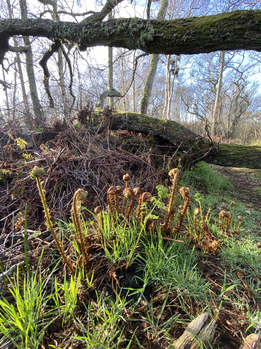 AilishSinclair's tweet image. Unfurling. #spring #Scotland