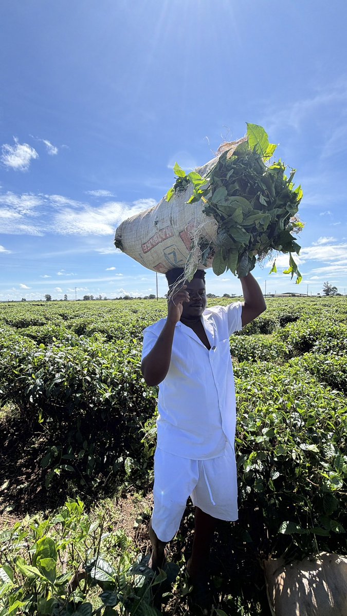 Wode Maya ® tweet media