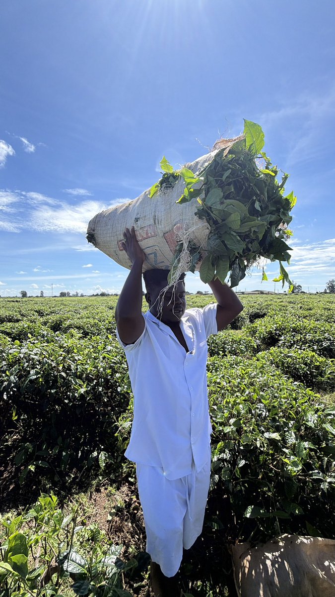 Wode Maya ® tweet media