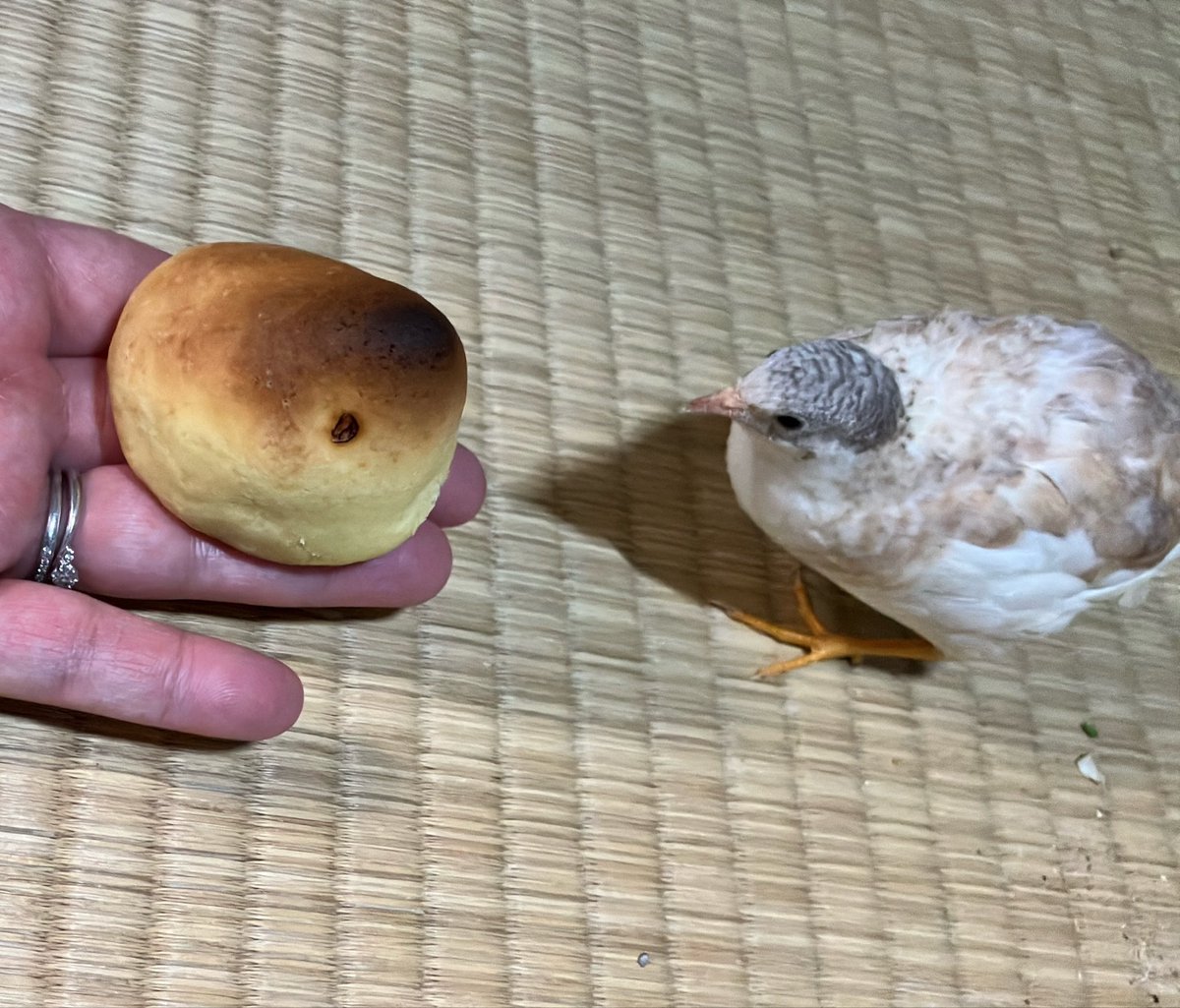 ポポチョロ🐦💨 tweet media
