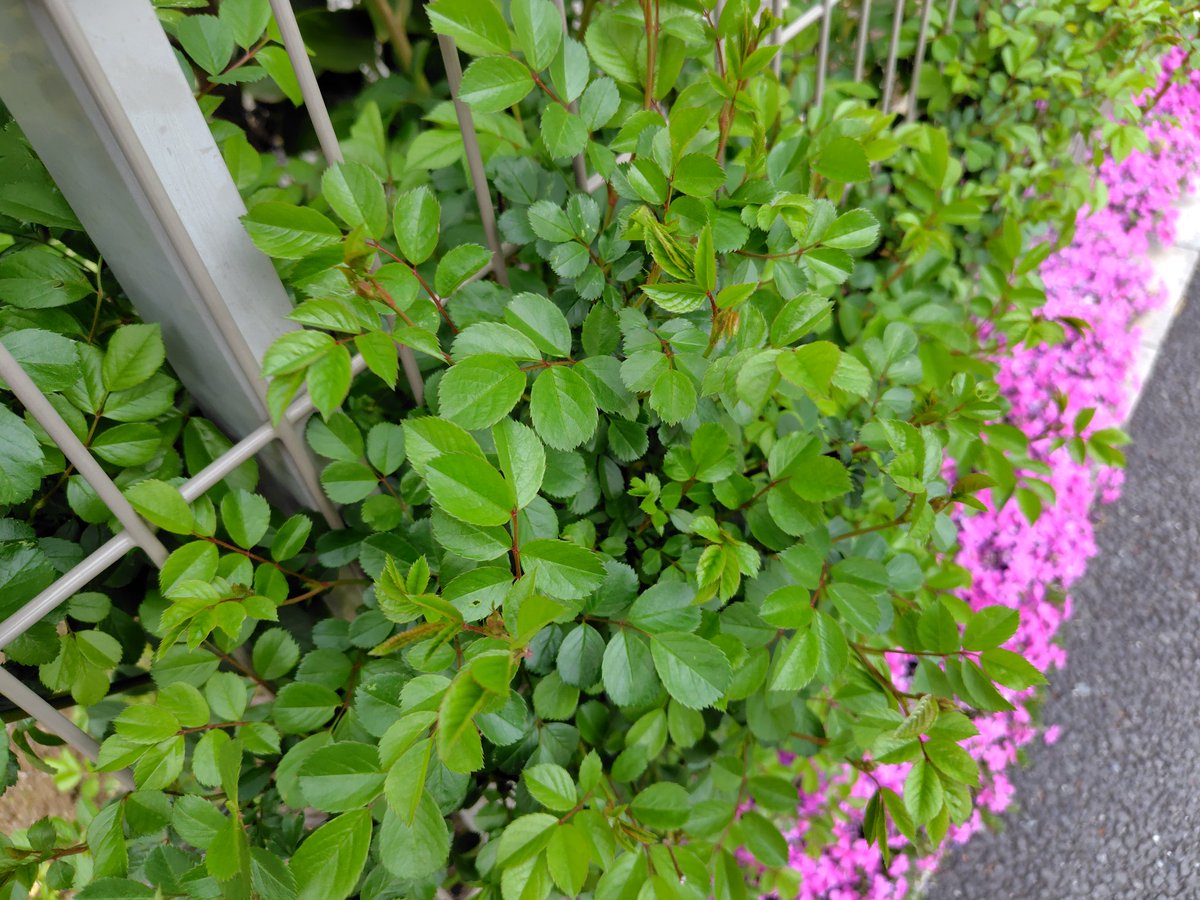 #雑草散歩
バラ(輪の小さい品種)の新葉も綺麗