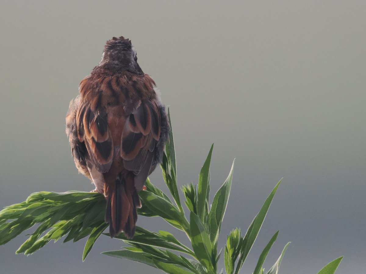 玉村要平 tweet media