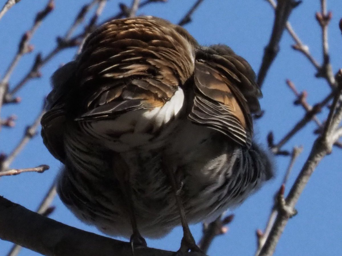 玉村要平 tweet media