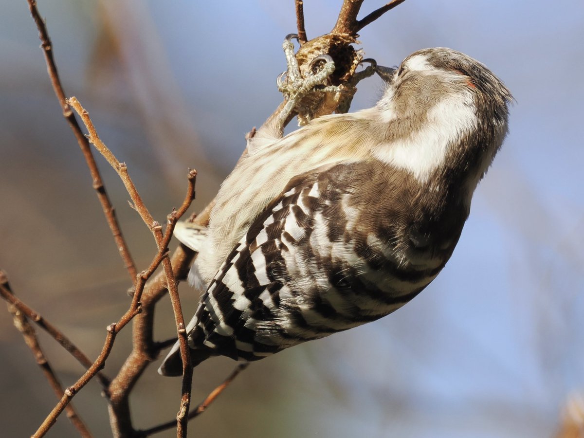 玉村要平 tweet media