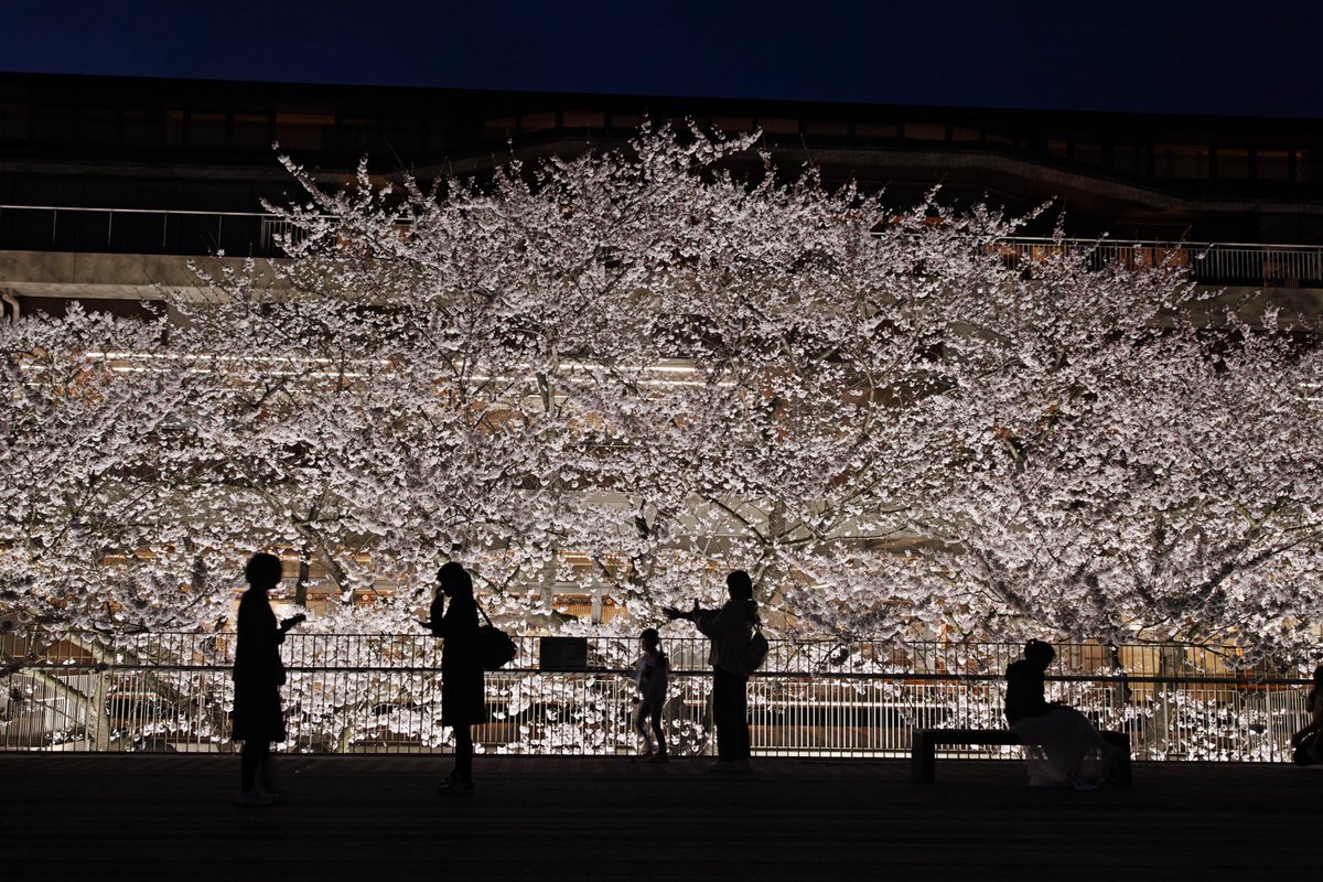 4月13日、秋田県能代市、能代市役所桜庭。
桜満開です！
#桜