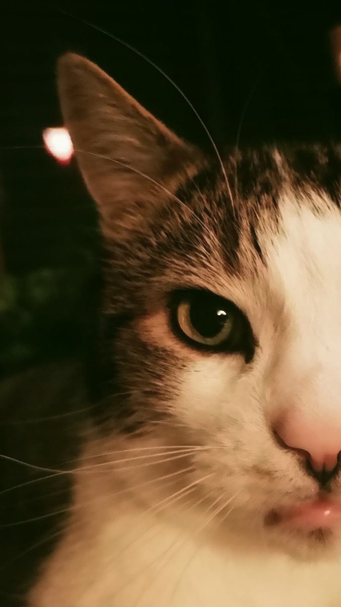 Jule2013 🐕🐈🇺🇦🇮🇱 tweet media