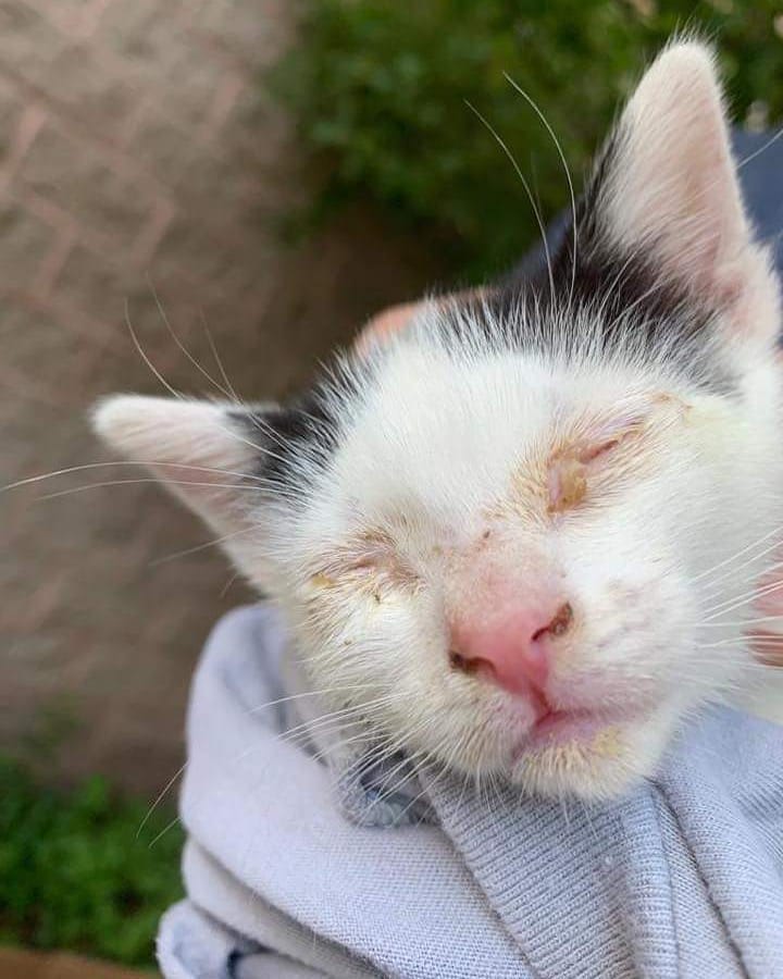 ilfo6sgdhhdopl7's tweet image. 🚨 We’ve been contacted about this tiny baby that was laying behind the dumpster all by herself with no mother in sight... 😞 This never stops.
 #kitty #kitten #savealife #tiny #baby #furry #cute #yoursafe #rescued #safenow #babykitty #love #cat #cats #instagood #pet #pets