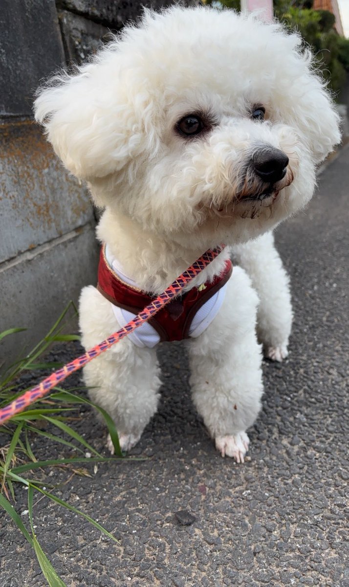 おこめ tweet media