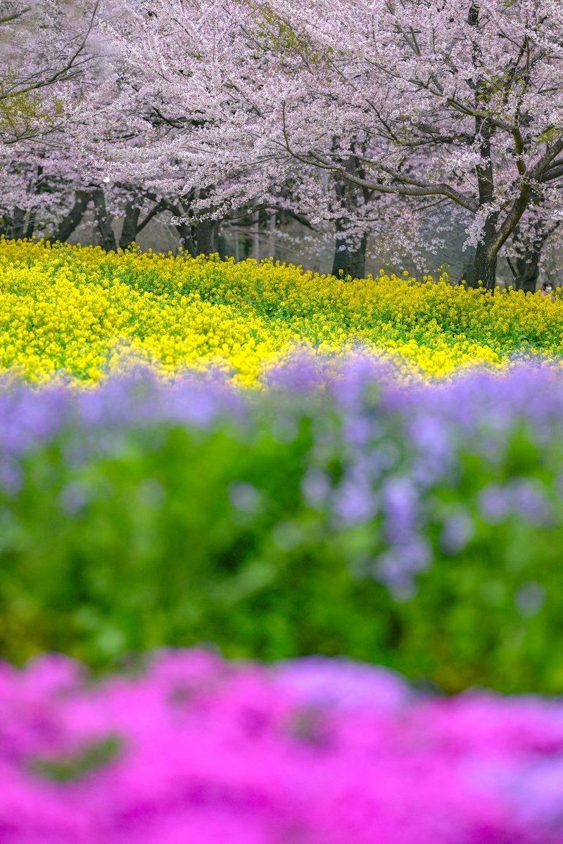 supremeさんの写真部屋 tweet media