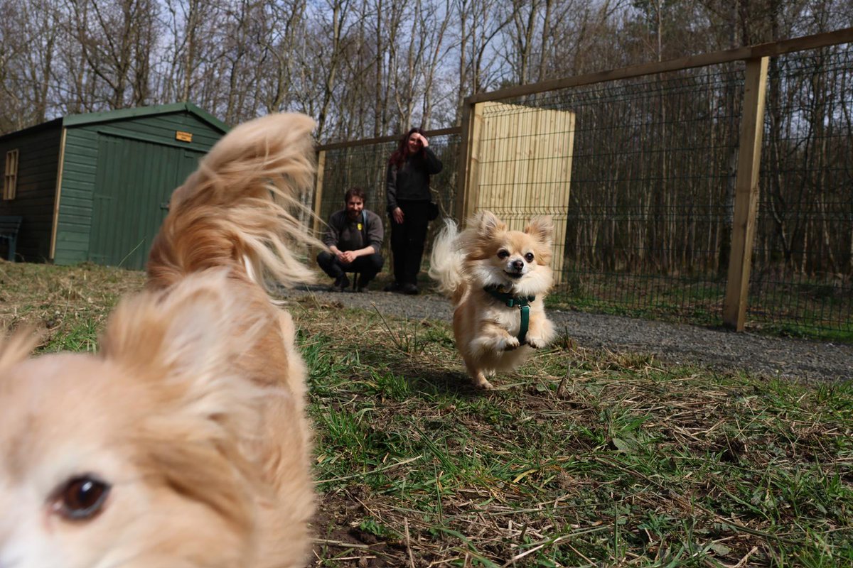 DT_WestCalder's tweet image. Two adorable fluffballs incoming!🤩

Get in touch to find out more about Joe &amp;amp; Amy!💛

@dogstrust⁣
#adoptdontshop⁣
#adogisforlife⁣
#dogstrustwestcalder