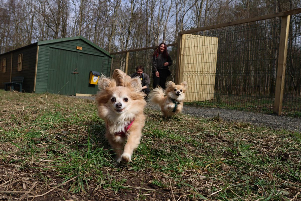 DT_WestCalder's tweet image. Two adorable fluffballs incoming!🤩

Get in touch to find out more about Joe &amp;amp; Amy!💛

@dogstrust⁣
#adoptdontshop⁣
#adogisforlife⁣
#dogstrustwestcalder