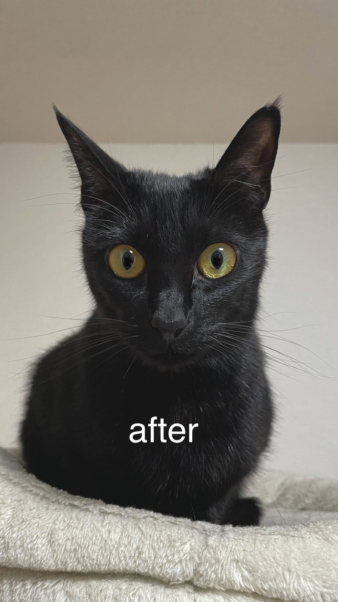 ティグノア🐈🐈‍⬛ tweet media