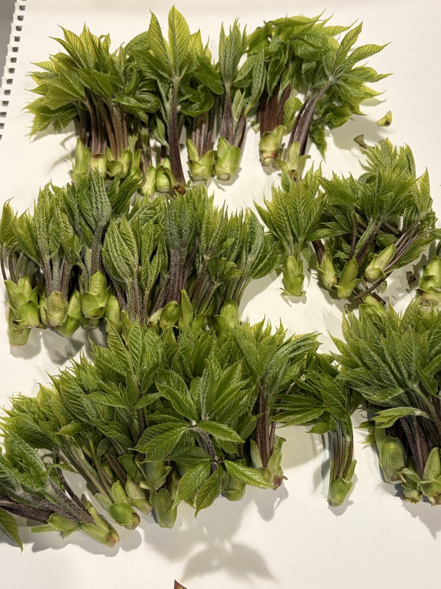 熊五郎157 tweet media