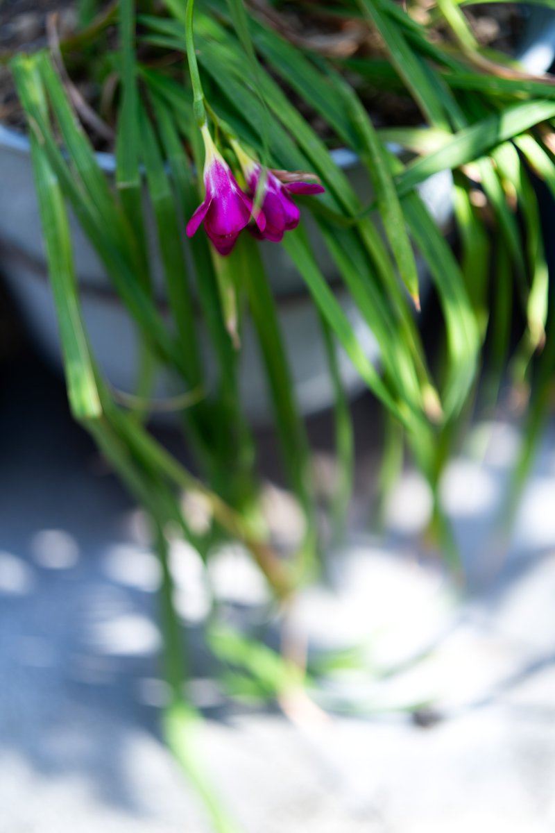 yuka1093's tweet image. 【東京カメラ 第219歩】
α7V＆FE 50mm F1.4 GMでスナップ撮影！
YouTubeぜひ、ご覧ください📷😊
youtu.be/hKaOIlyqgWs

#SonyAlpha
#これソニーで撮りました
#写真好きな人と繋がりたい