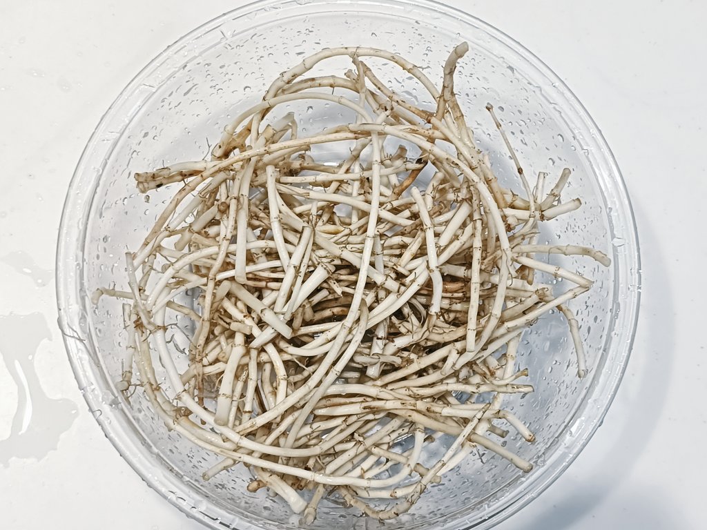 のん🍀365日野草生活®️ tweet media