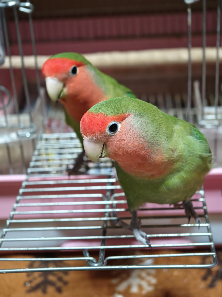 静子🥀 tweet media