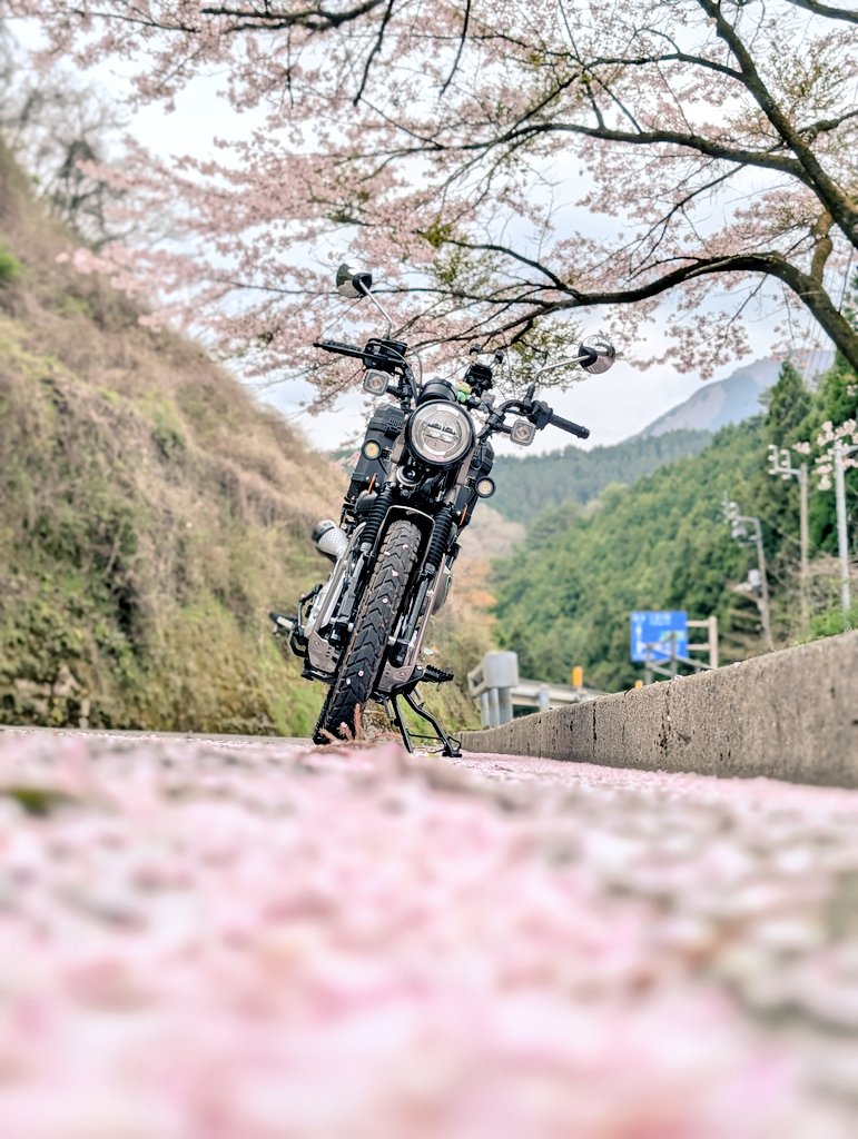 ueno_ct125's tweet photo. まだまだ桜が咲いてて嬉しい

#ハンターカブ
#CT125
#カブ散歩
#カブ主
#バイクのある風景 https://t.co/Deqvc0MJn6