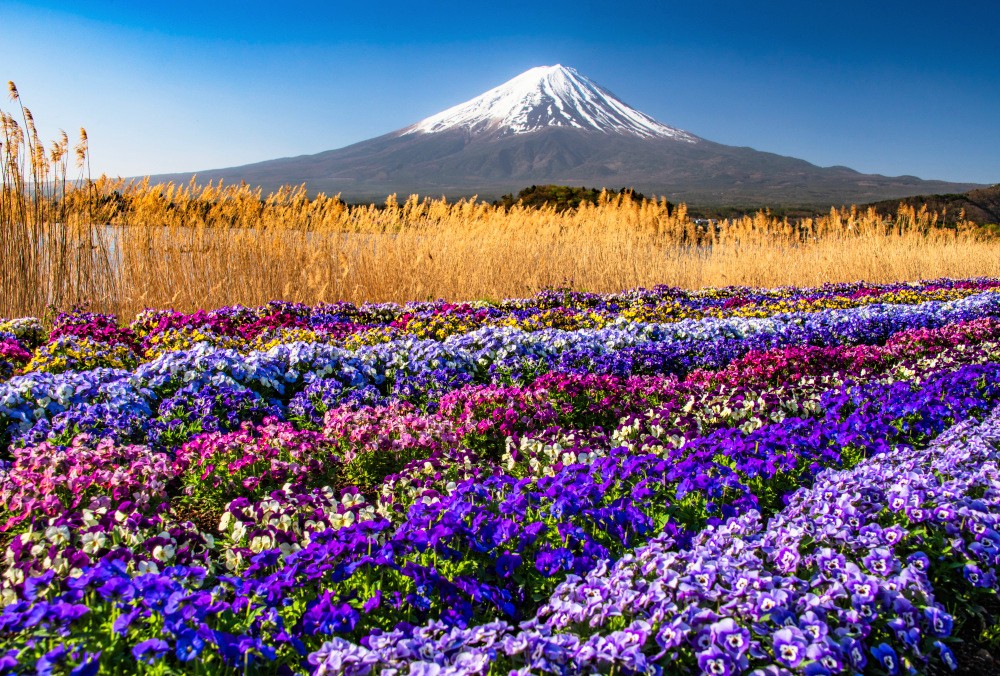 モンセルバン tweet media