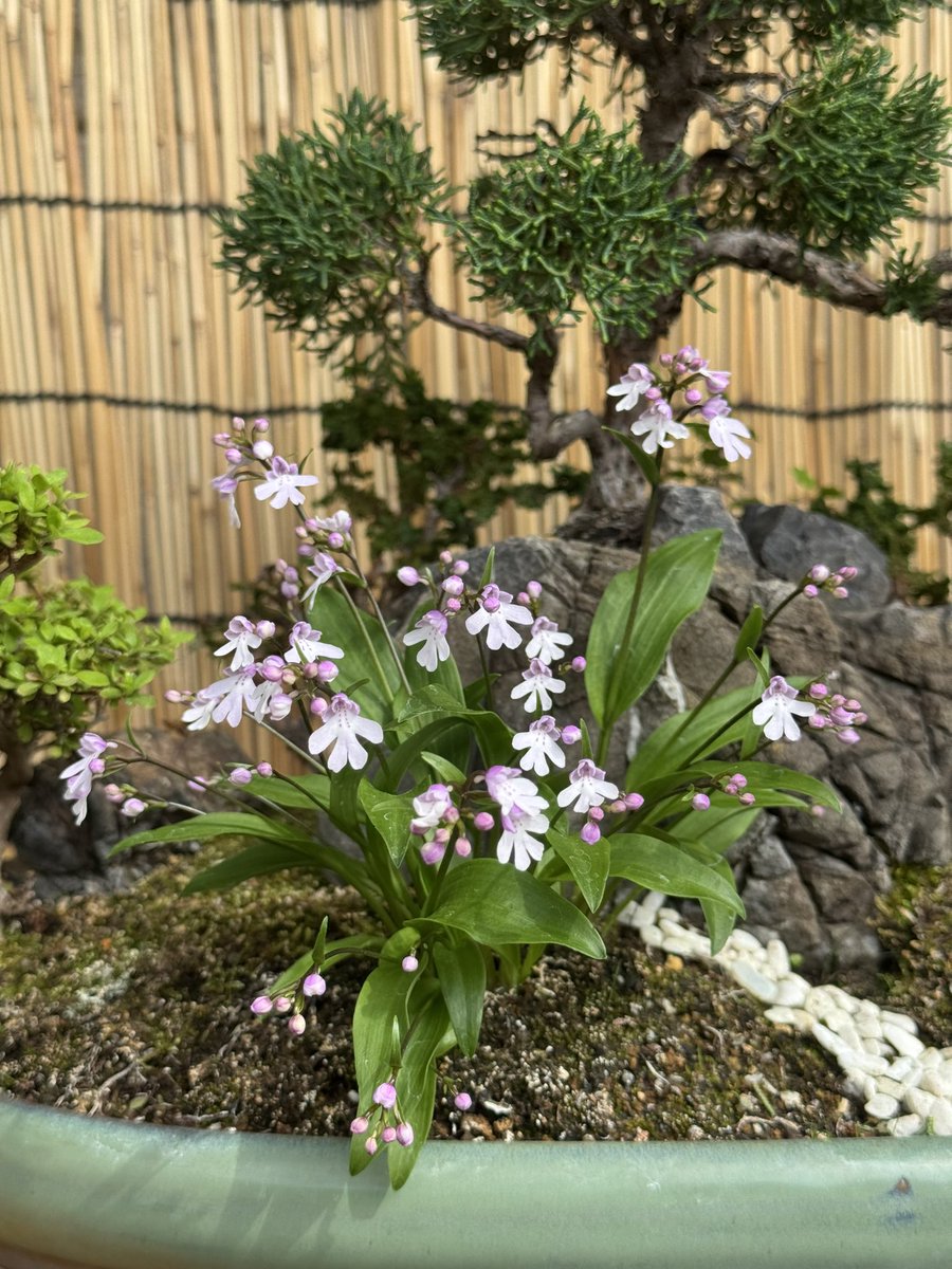 Second Life CBD tweet media