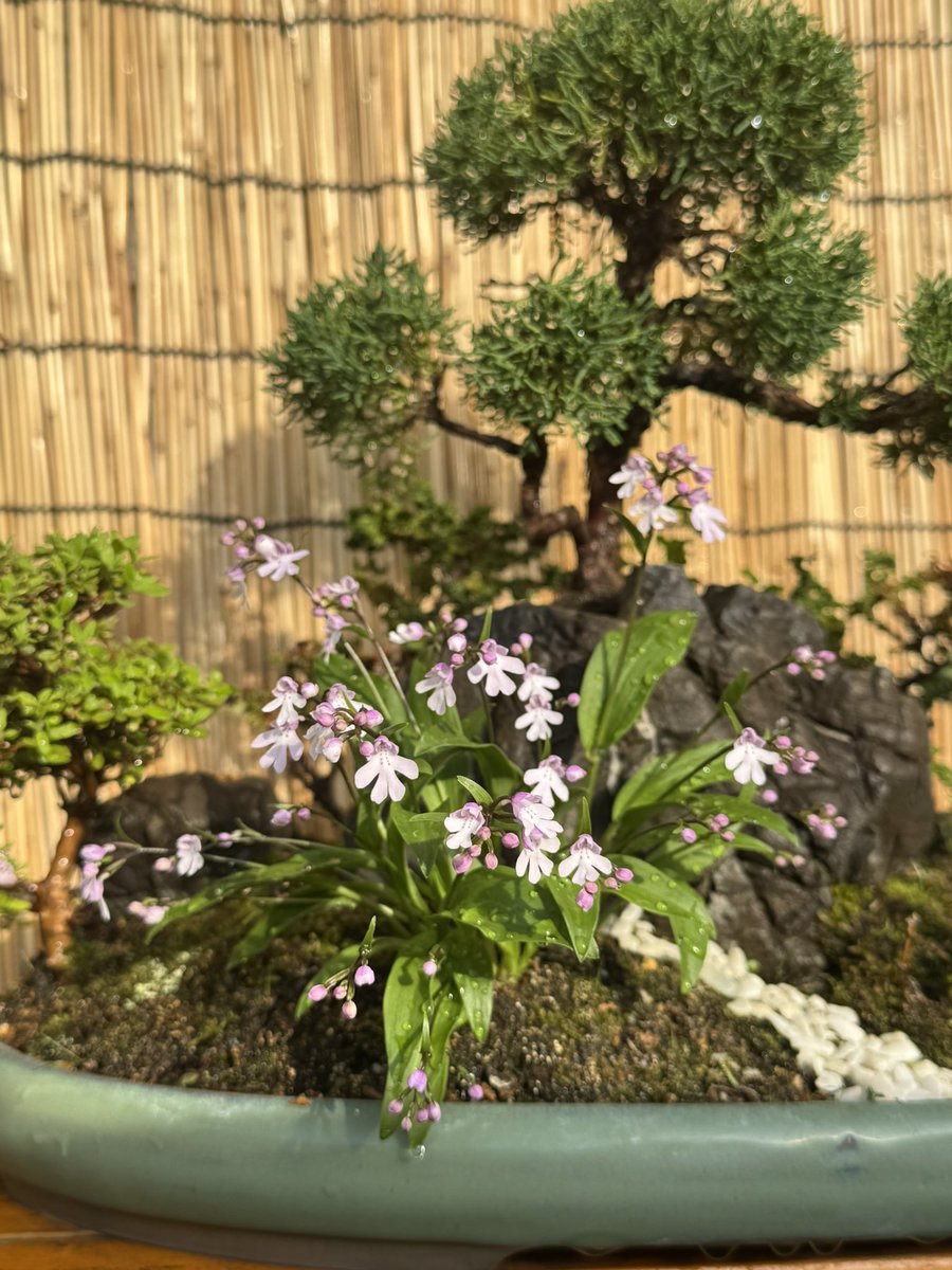 Second Life CBD tweet media