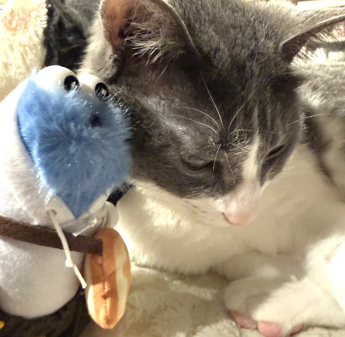 まだこ🥖スンスンノンノン tweet media