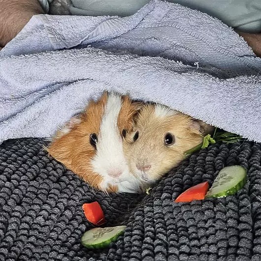 The_Blue_Cross's tweet photo. This lovable duo are searching for a home together. 💙

Jacket Potato is the brains, while Cheesy Beans leaps first and thinks later!

They are used to the comforts of indoor living and would love a home where they can continue to feel safe and loved. 👉 https://t.co/4BGBLK8645 https://t.co/uElMyd8DK5