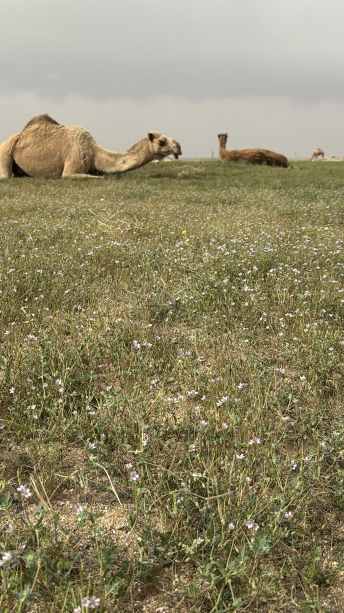 مهّتوي tweet media