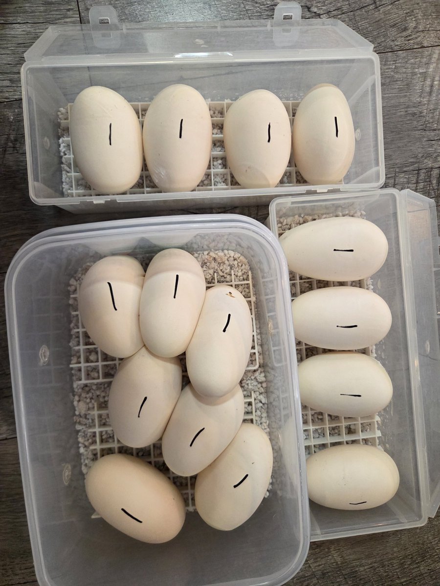 🔥🐲JUNSUKE..K🐲🔥 tweet media