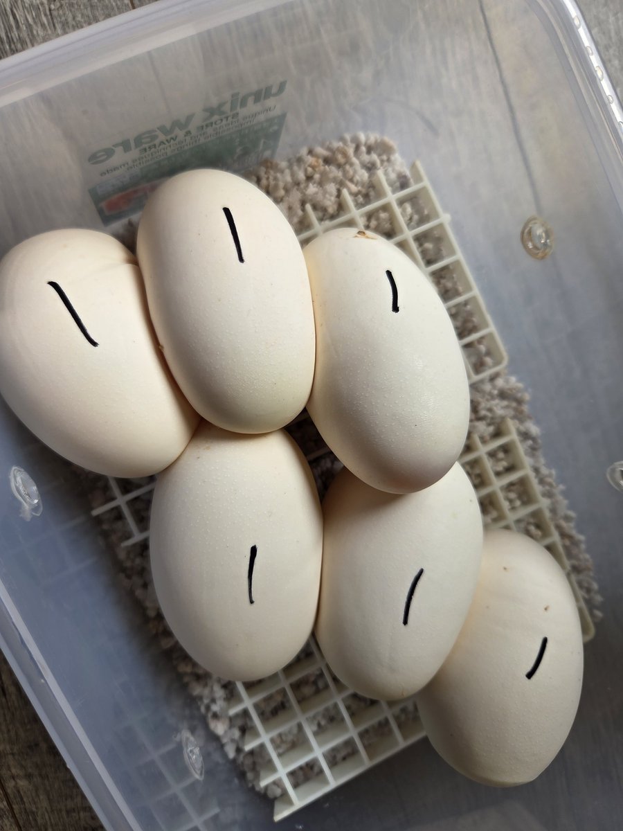 🔥🐲JUNSUKE..K🐲🔥 tweet media