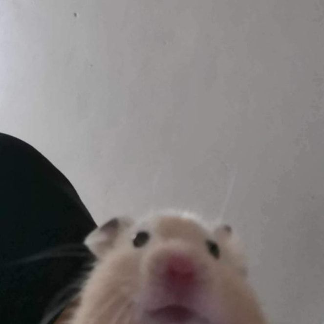 Tweets Of Hamster tweet media