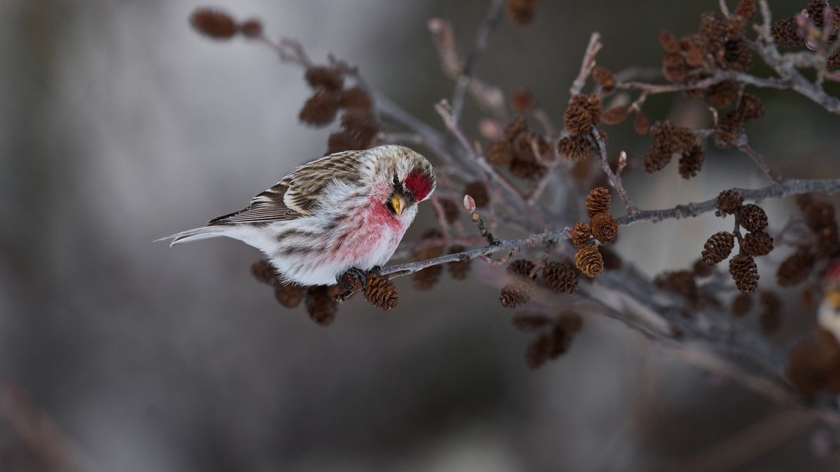 #ベニヒワ

冬鳥の投稿を再開します。
個人的には撮影日から1~2ヶ月空けて投稿するのが望ましいかなと思ったり。
割と｢この人がこの鳥を投稿したってことはあそこに入ったんだな｣って気づいたりしますよね。