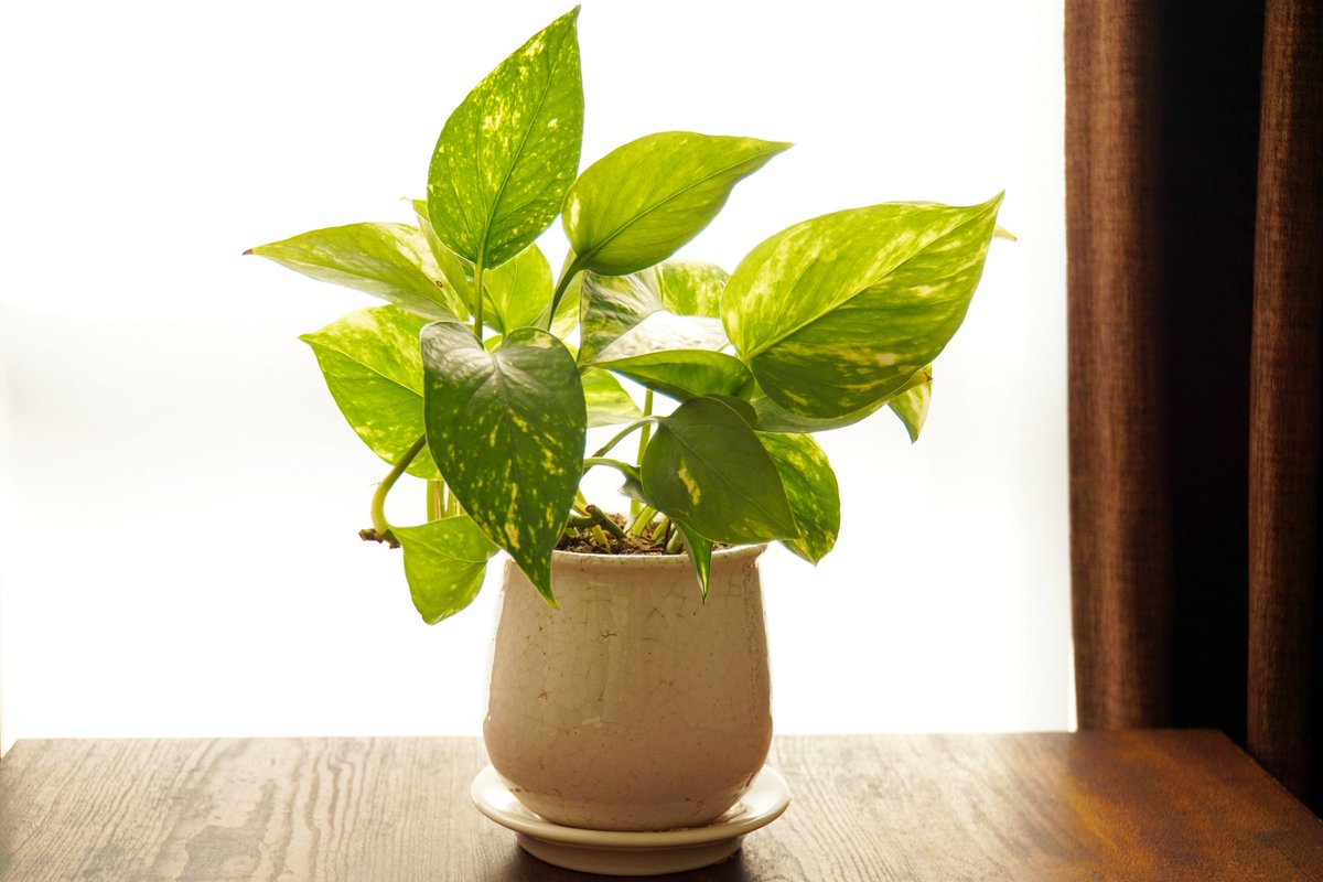 Jason M. Pellegrin tweet media