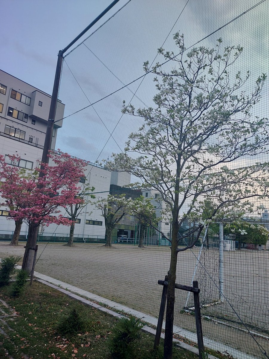 今日もお疲れさまです(　・ω・)
桜が散って別の花が咲き始めましたねえ( ´_ゝ`)
今日の運転業務そろそろ終わり
Σｄ(ﾟ∀ﾟ)ｵﾂﾓﾘ!